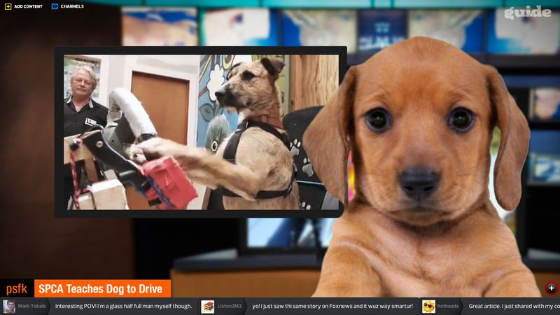 Guide-Player-Dog Guide-Player-Dog