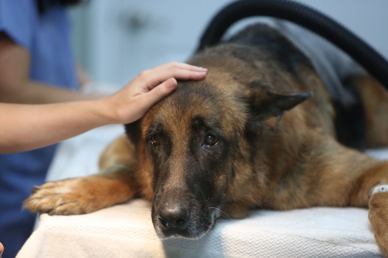 Dogparalysis 03 wmm Dogparalysis 03 wmm